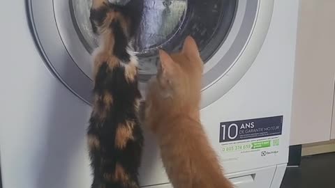 "Cats Captivated: Witness Their Curiosity as They Observe Machines in Action"