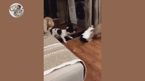 Cats vs Dogs fights - angry cats vs dogs funny compilation
