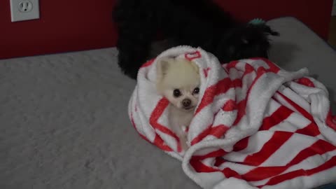 Funniest little dog plays with blanket