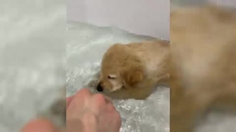 My golden retriever's first bath