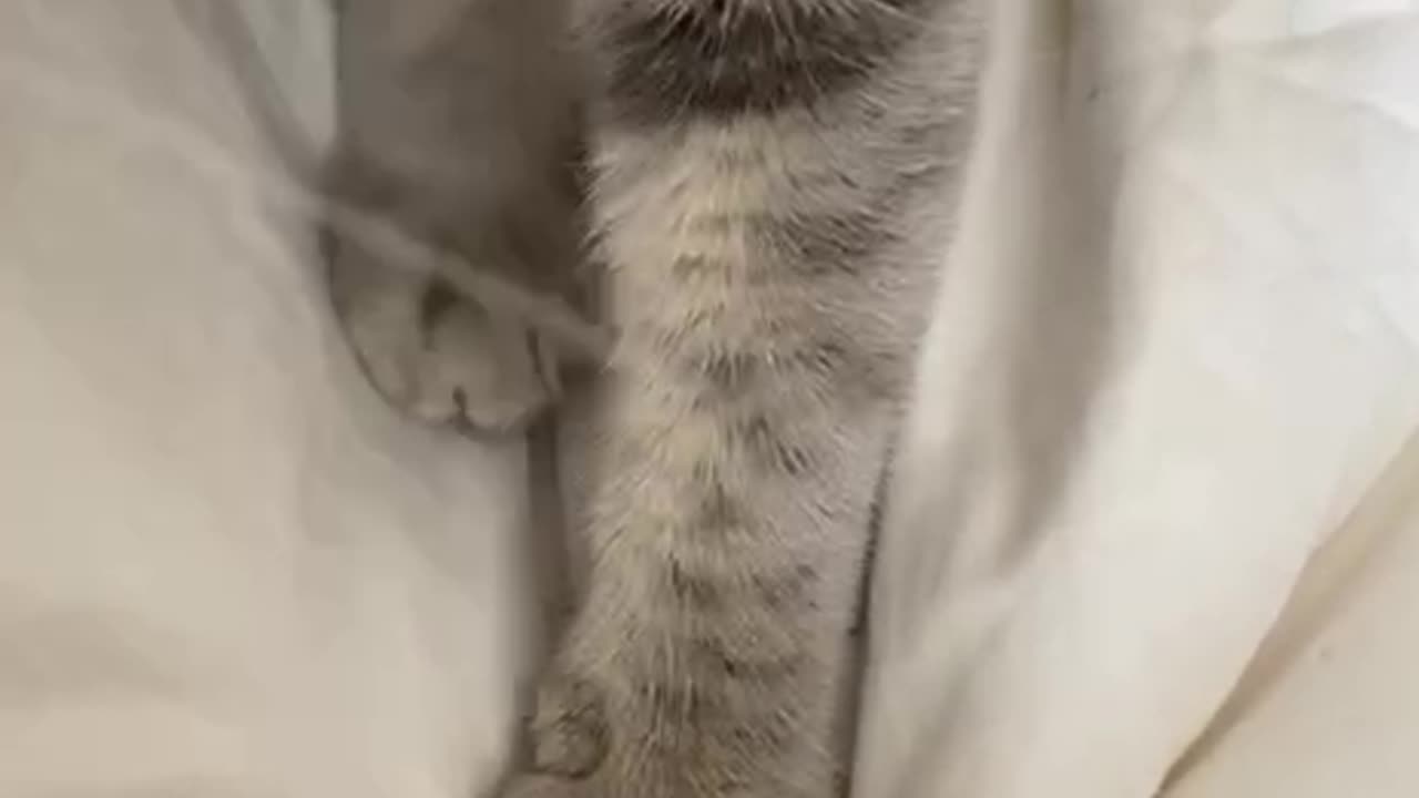 Massage by cat