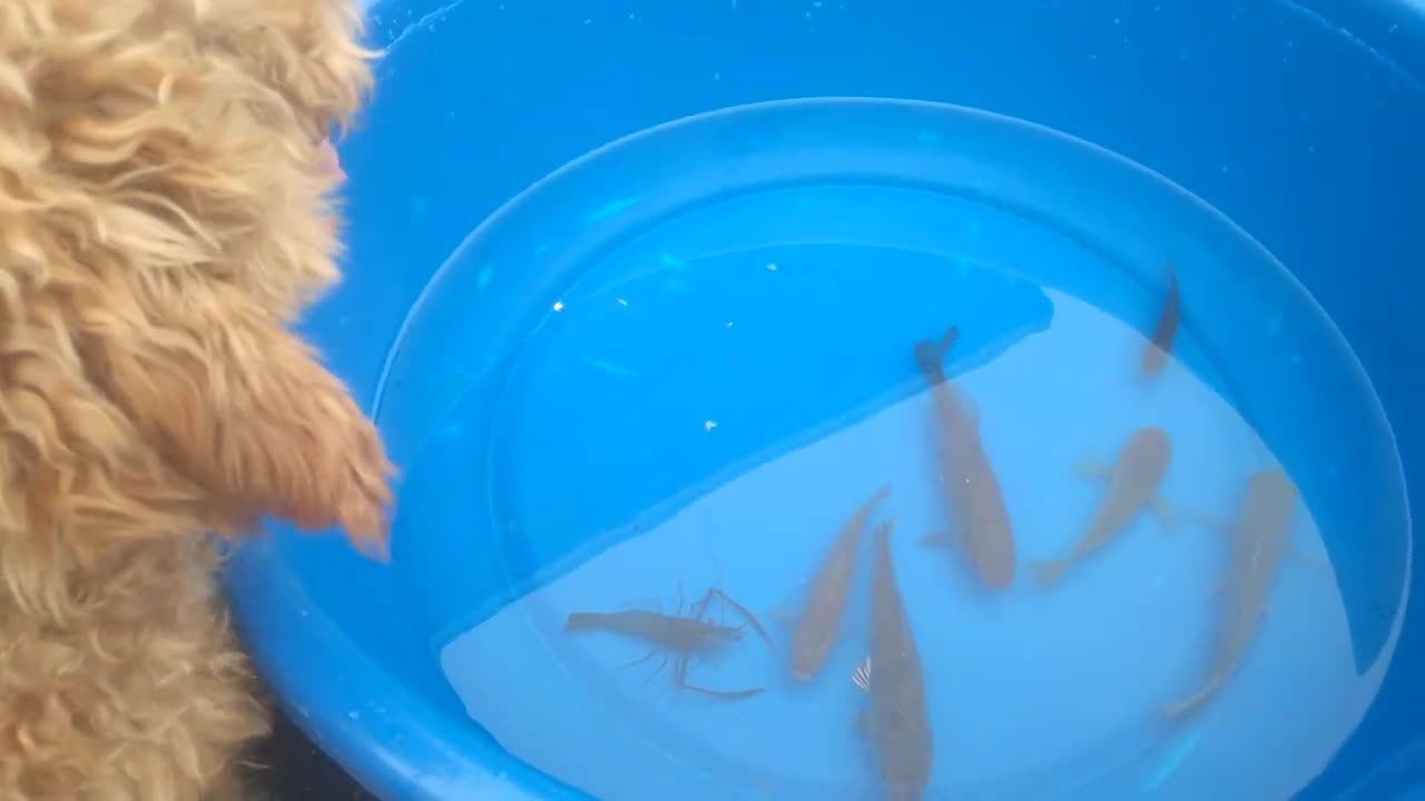 the puppy ran out to look at the little fish