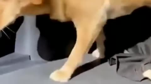 Funny animal video