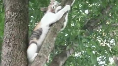 "Feline Fun: Two Playful Cats Climb and Scratch Their Way Through a Tree"