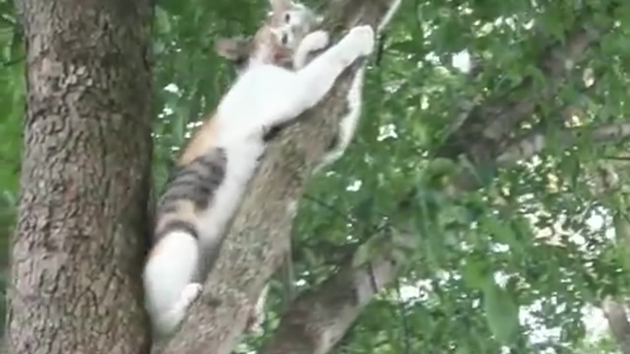 "Feline Fun: Two Playful Cats Climb and Scratch Their Way Through a Tree"