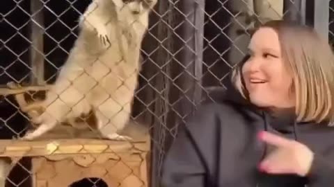 Raccoon short video 🦝