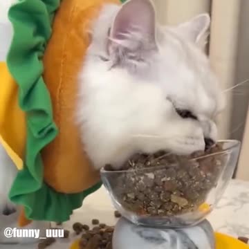 funny animals Hungry