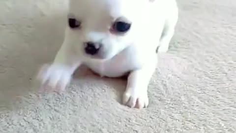 Cute baby dog 💕😘😘😘🥰😍😍😍