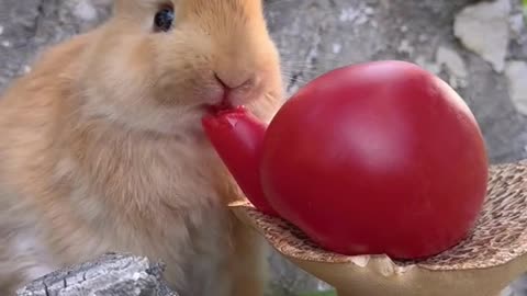 Cute Rabbit