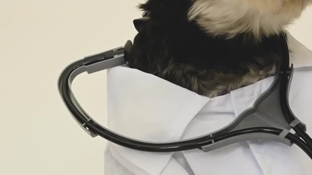 Funny doctor dog