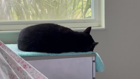 Adopting a Cat from a Shelter Vlog - Cute Precious Piper Takes a Cat Nap in Her Spa