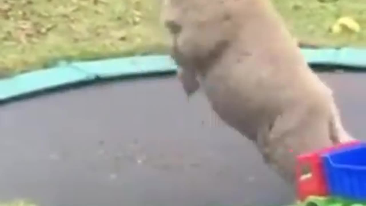 Sheep loves trampoline