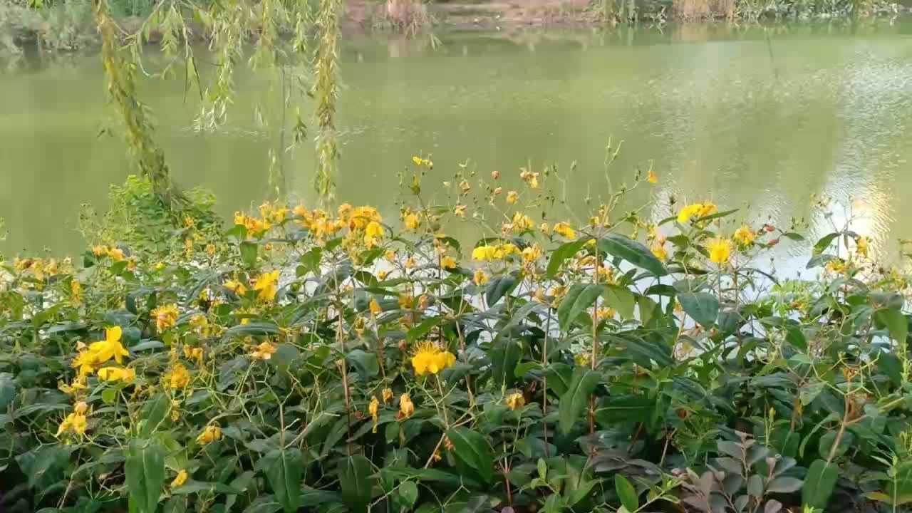 orange flowers