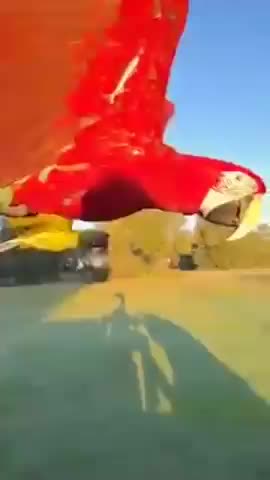 BEAUTIFUL PARROTS IN FLIGHT.