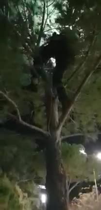 Lidhin qenin ne peme ne Vlore