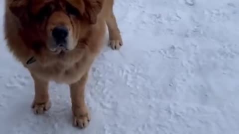 Funny animal videos😆 Funny cat videos and dogs - Funny animals 158