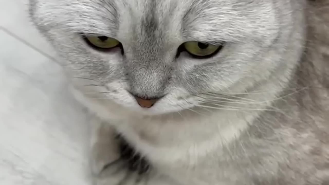 Funny cat compilation