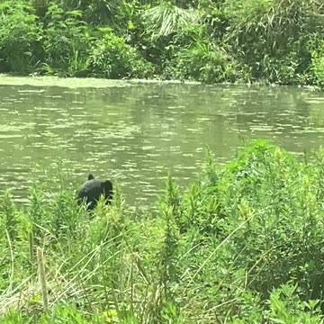 Bear taking a dip