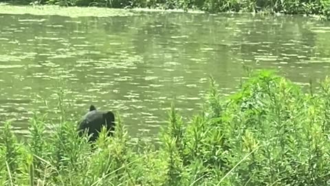 Bear taking a dip