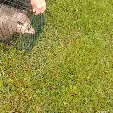 Releasing a possum