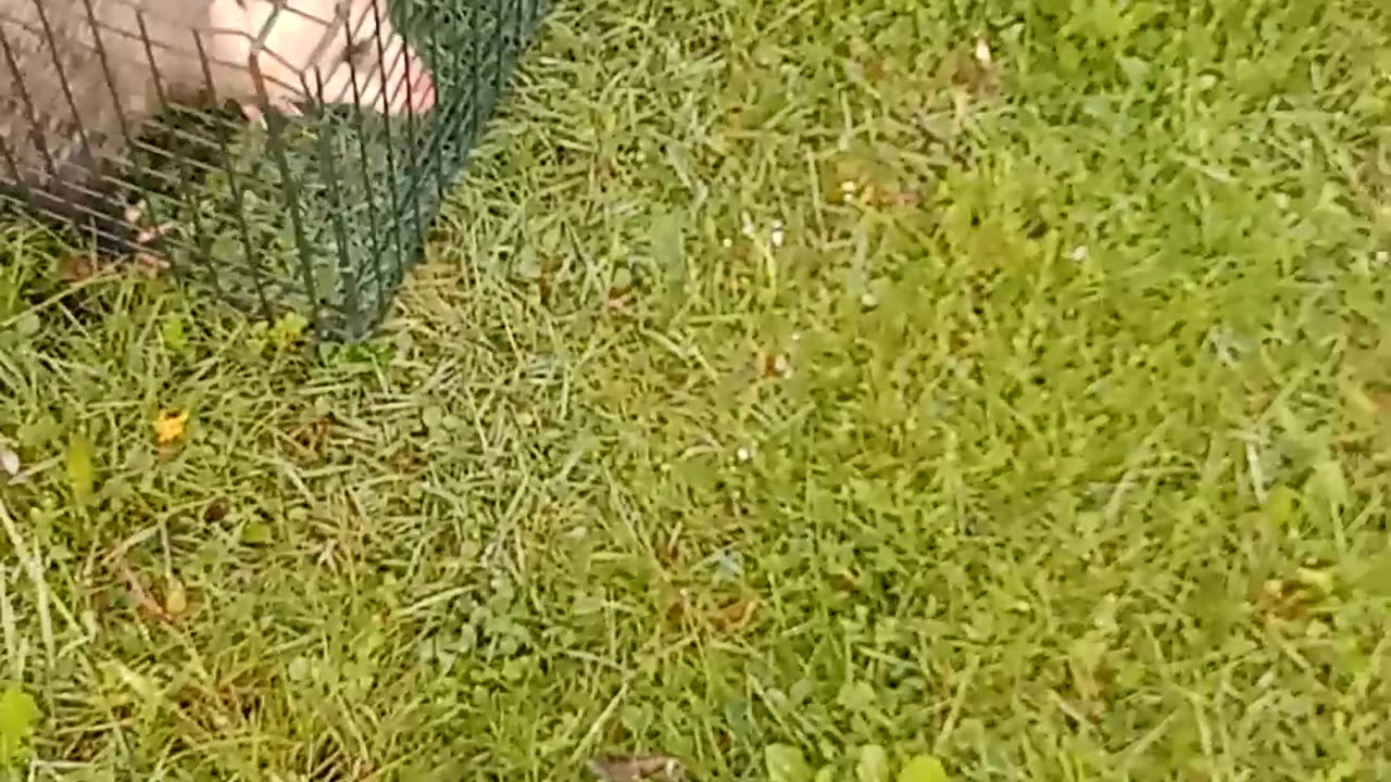 Releasing a possum