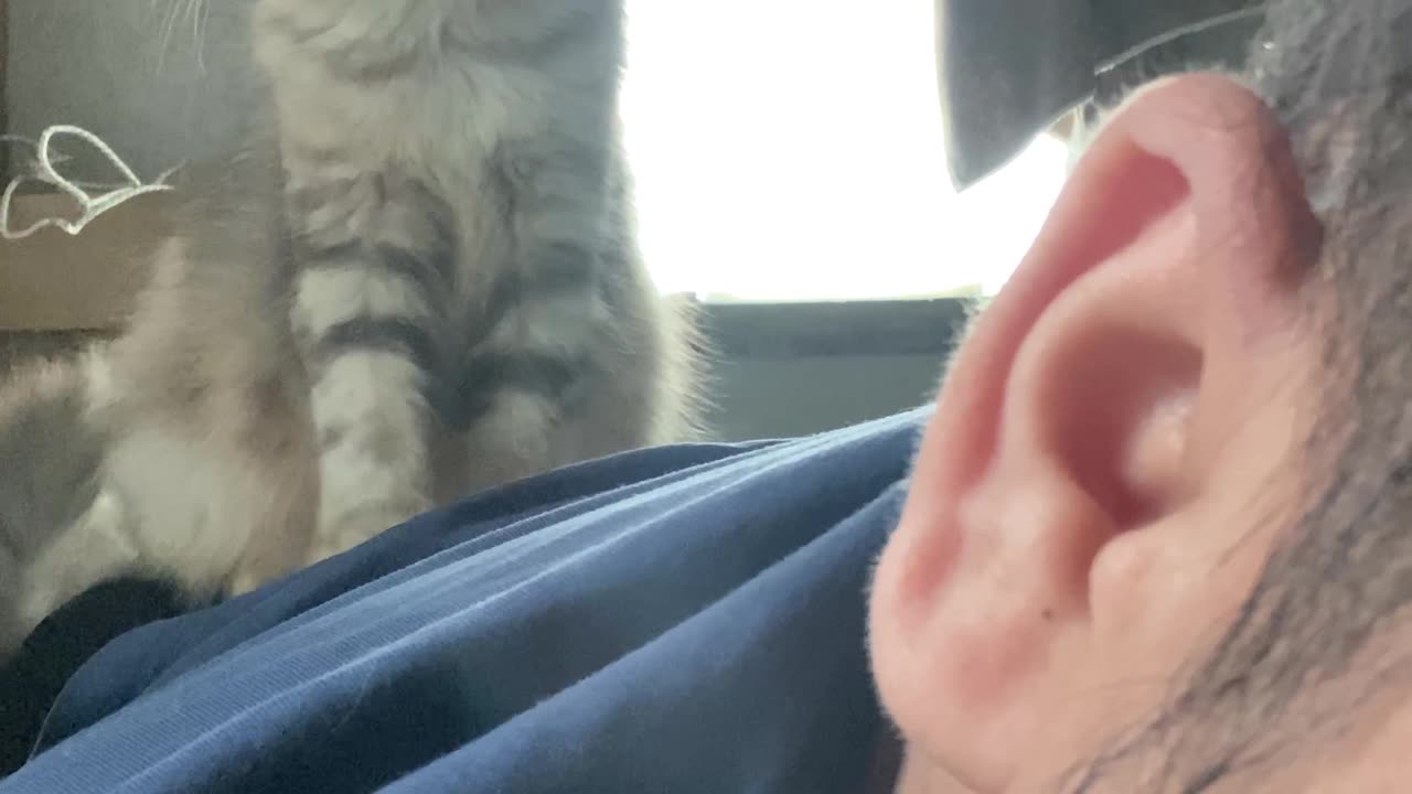 Kitten Mittens Give Massage