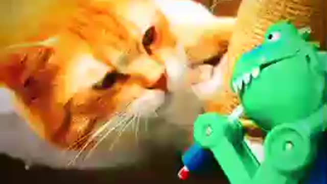 Funny cat's and plastic