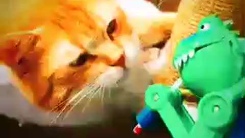 Funny cat's and plastic