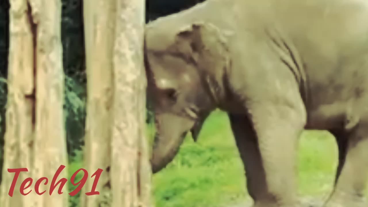 Elephant entertainment funny videos