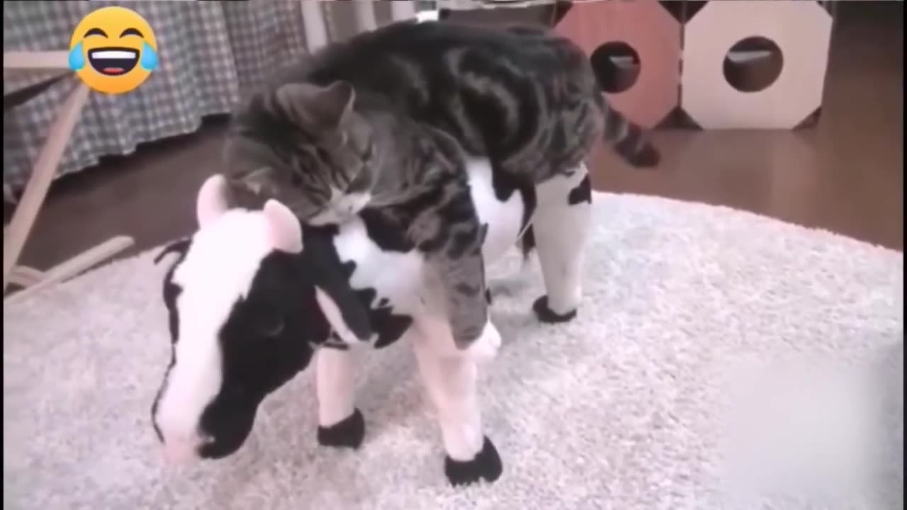 Funny Cat videos