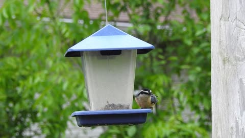 red breasted nuthatch