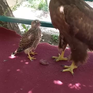 The falcon thinks the eagle is his mother and asks the eagle to feed him.😱🐀🦅
