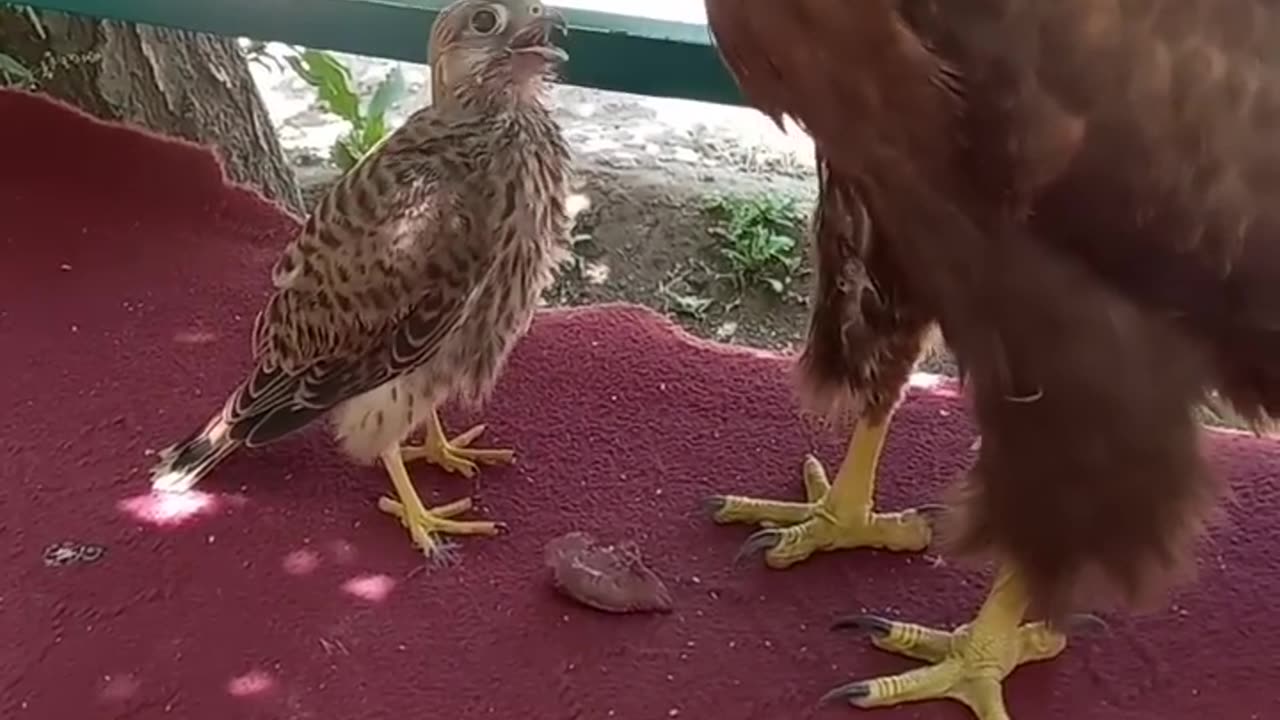 The falcon thinks the eagle is his mother and asks the eagle to feed him.😱🐀🦅