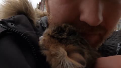 Tiny Kitten's Cry for Help on a Freezing Cold Day