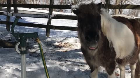 Pony Water Fountain