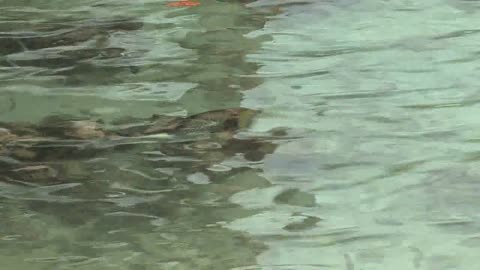 Parrot fish swimming in clear water