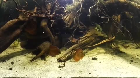 Amazonian fish tanks - Best south american biotope aquariums