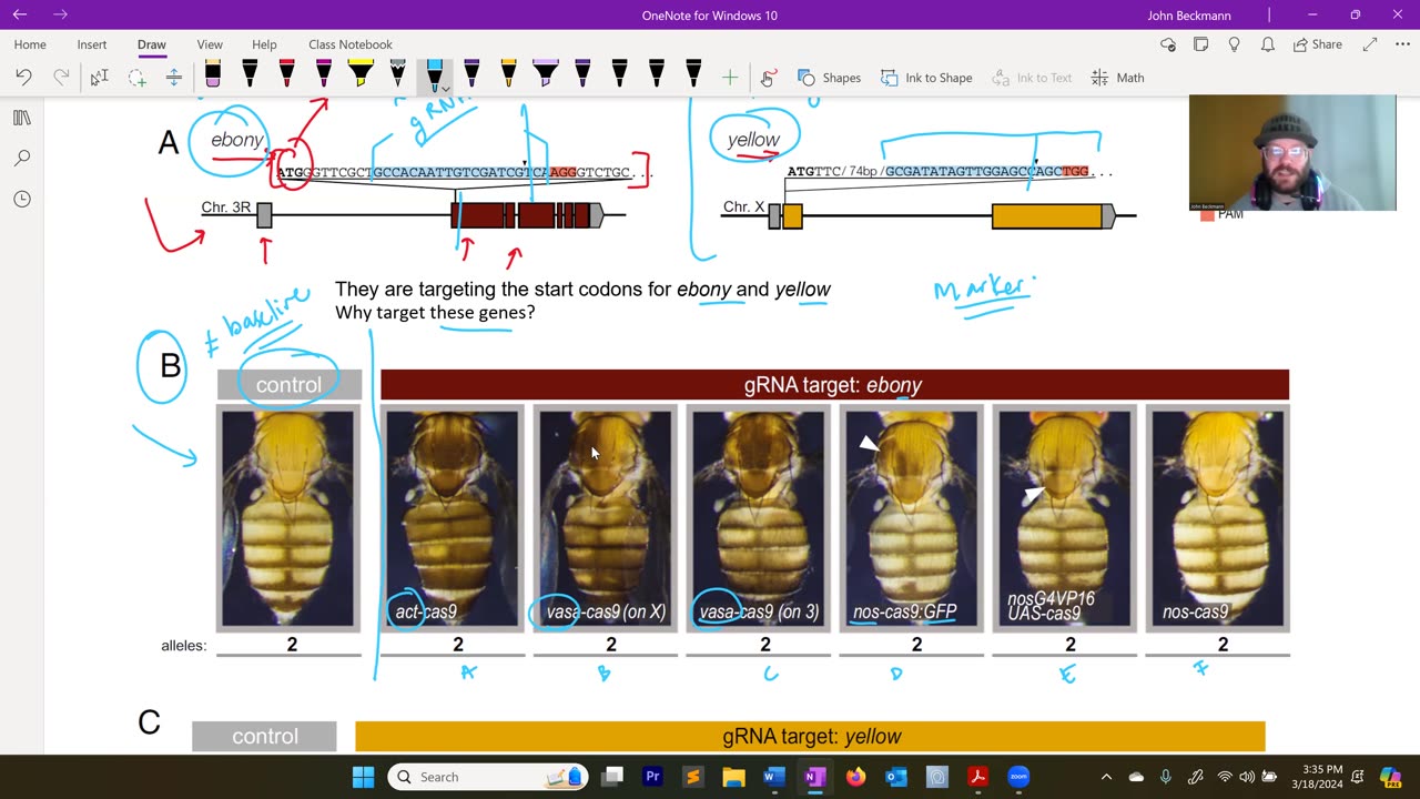 Methods in Synthetic Biology 2024: 020 Optimization of CRISPRcas9 in Drosophila Paper Discussion