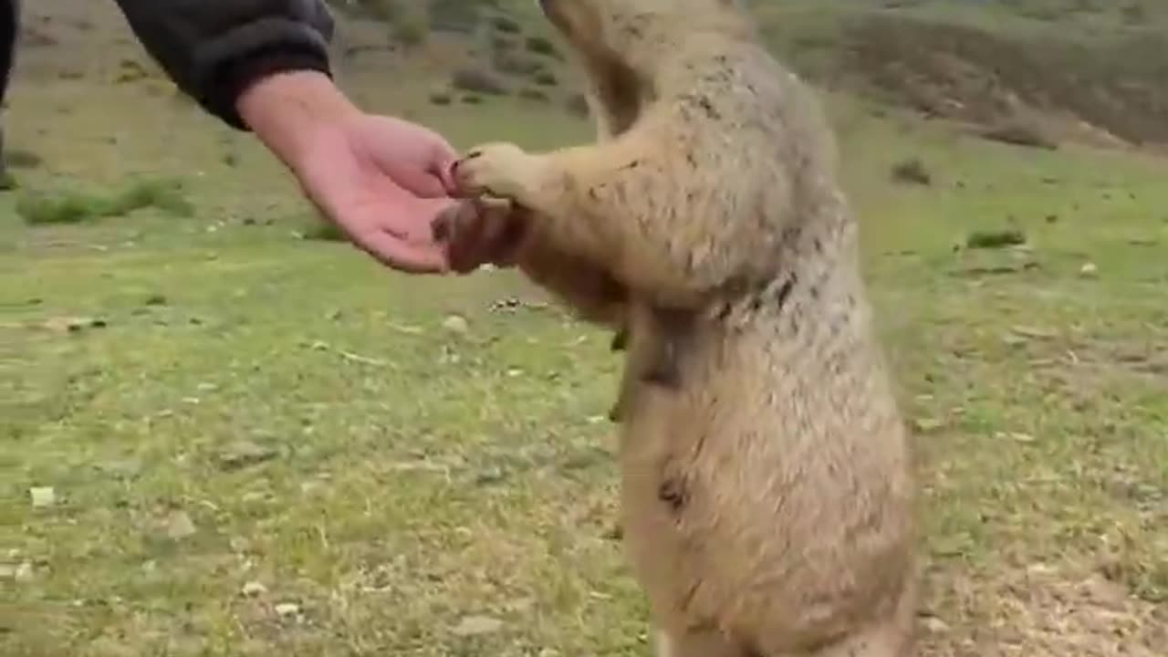 His Marmot Friends