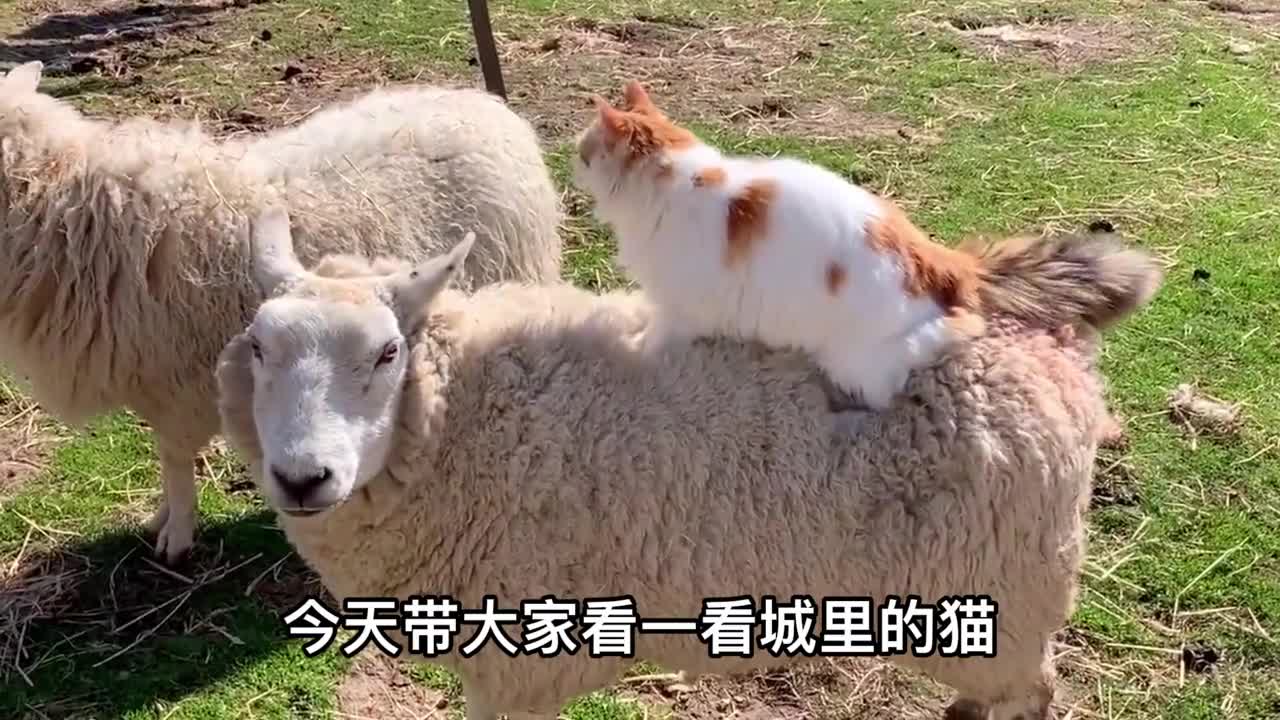 How cats keep warm