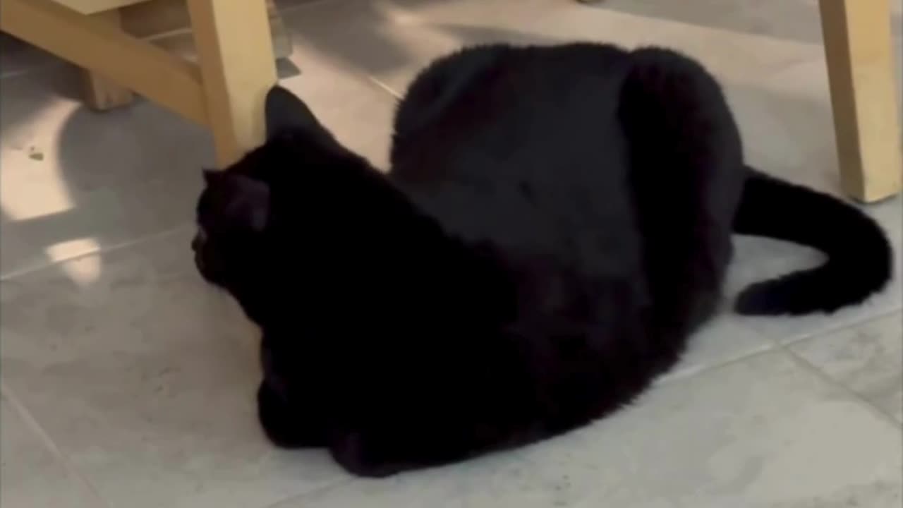 Cute Precious Piper Sits in a Good Guarding Spot - Adopting a Cat from a Shelter Vlog #shorts