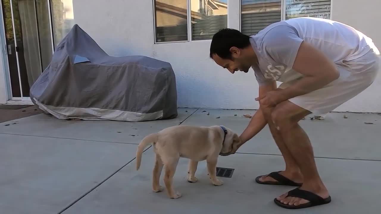 A cute Labrador in training session