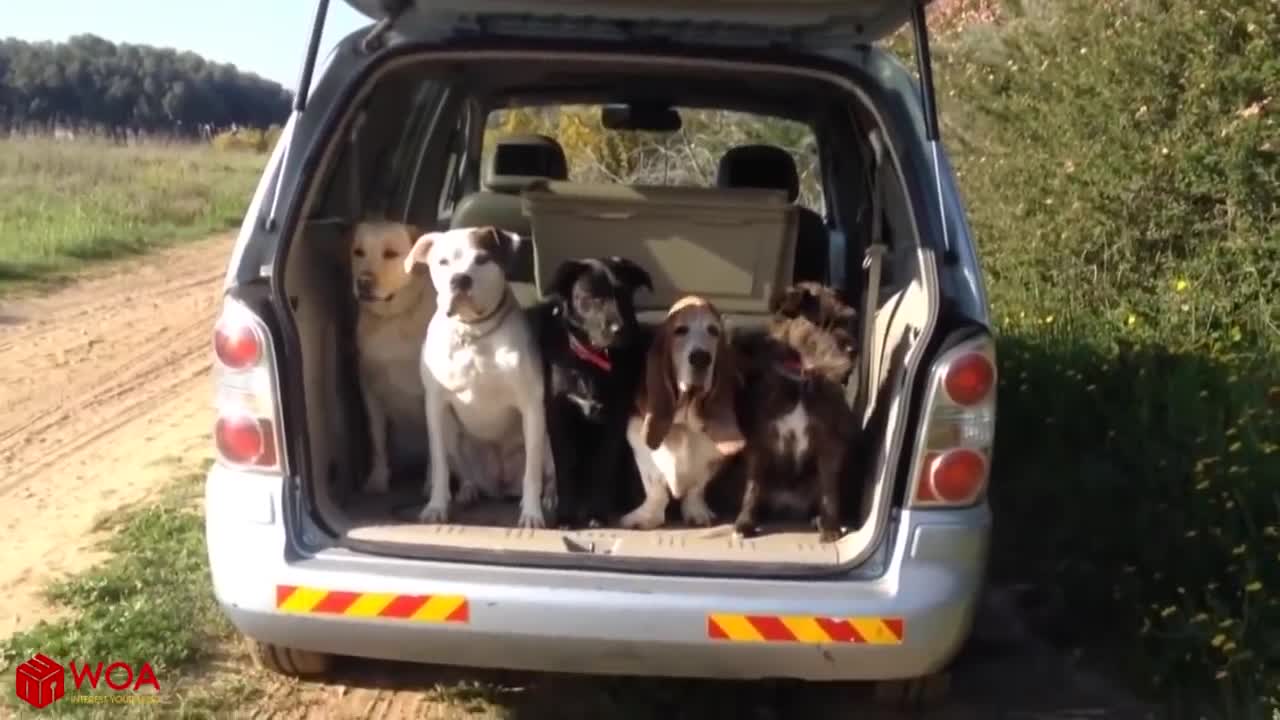 AMAZING ! Smart Dogs Wait For Their Names To Be Called _ Funny Pets Compilation