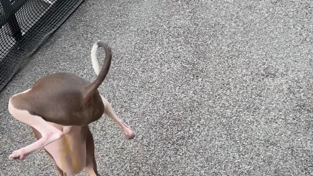 Italian Greyhound Does Handstand, Pees Everywhere But The Pad