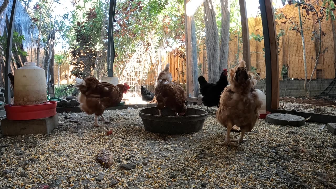 Backyard Chickens Fun Relaxing Video Sounds Noises Hens Roosters!