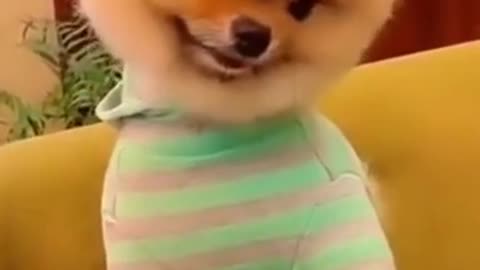 Funny and Cute Dogs Videos Compilation,🐕🐕
