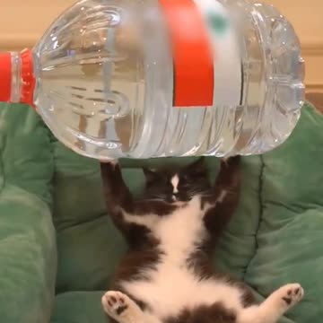 😺Funny cat video 2023 | cute cats || Try not to laugh | Cat videos compilation. || Rumble video ||