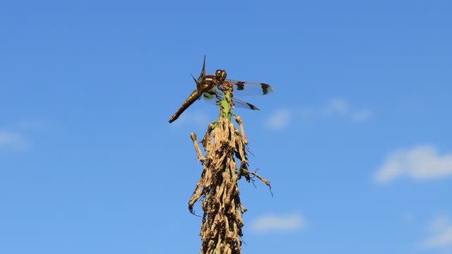 Dragonfly hanging on in the wind (4K)