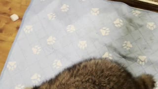 Nursery of Raccoons Visit for Their Nightly Treat