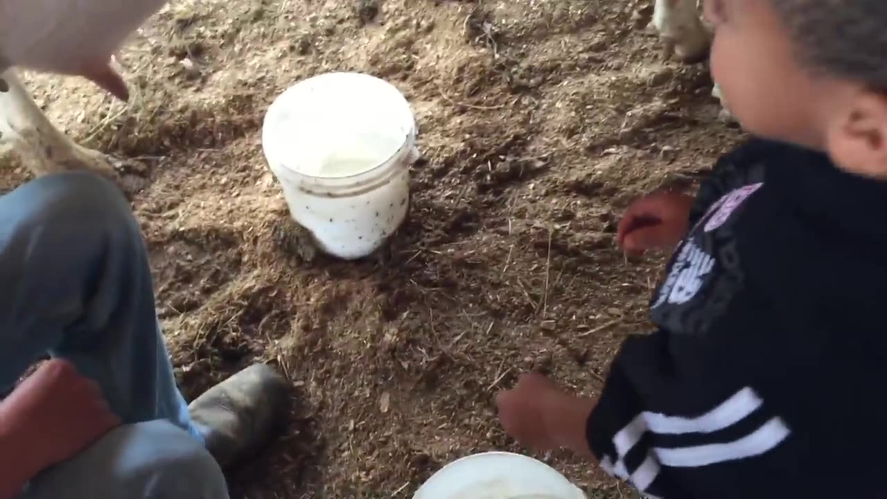 kid cow milking (funny)